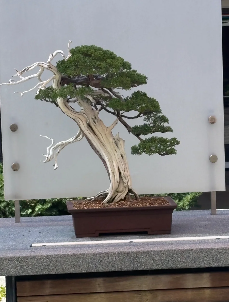 Sculptural bonsai photographed by Stacy Stojakovic