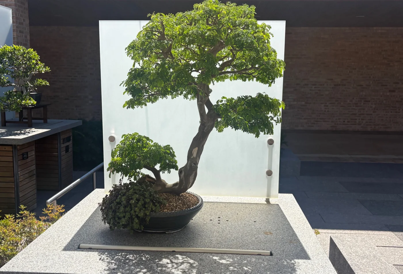 Bonsai photographed by Stacy Stojakovic