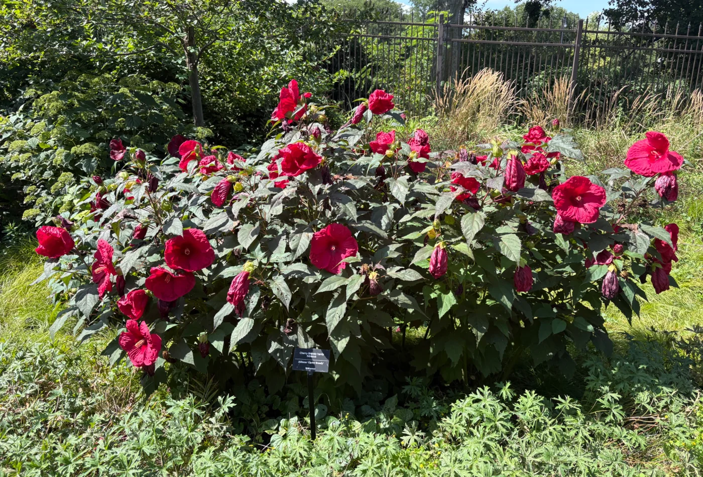 Red flowers photographed by Stacy Stojakovic