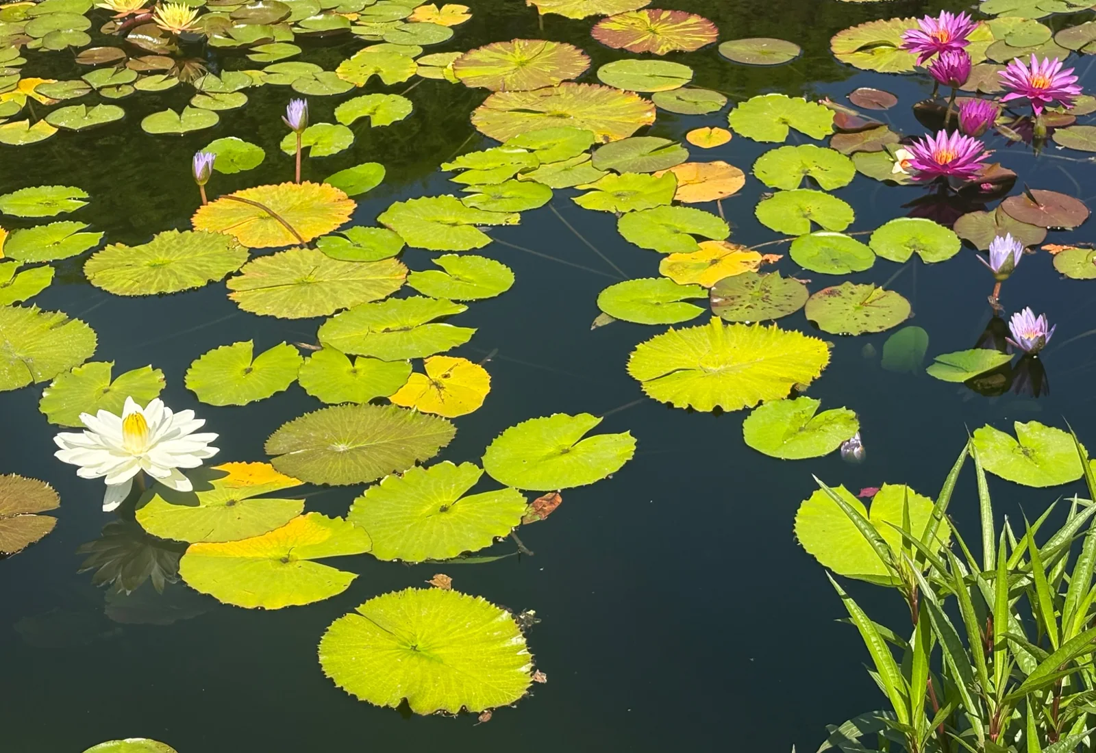 Water lilies photographed by Stacy Stojakovic